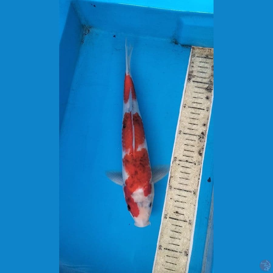 Showa 33cm M