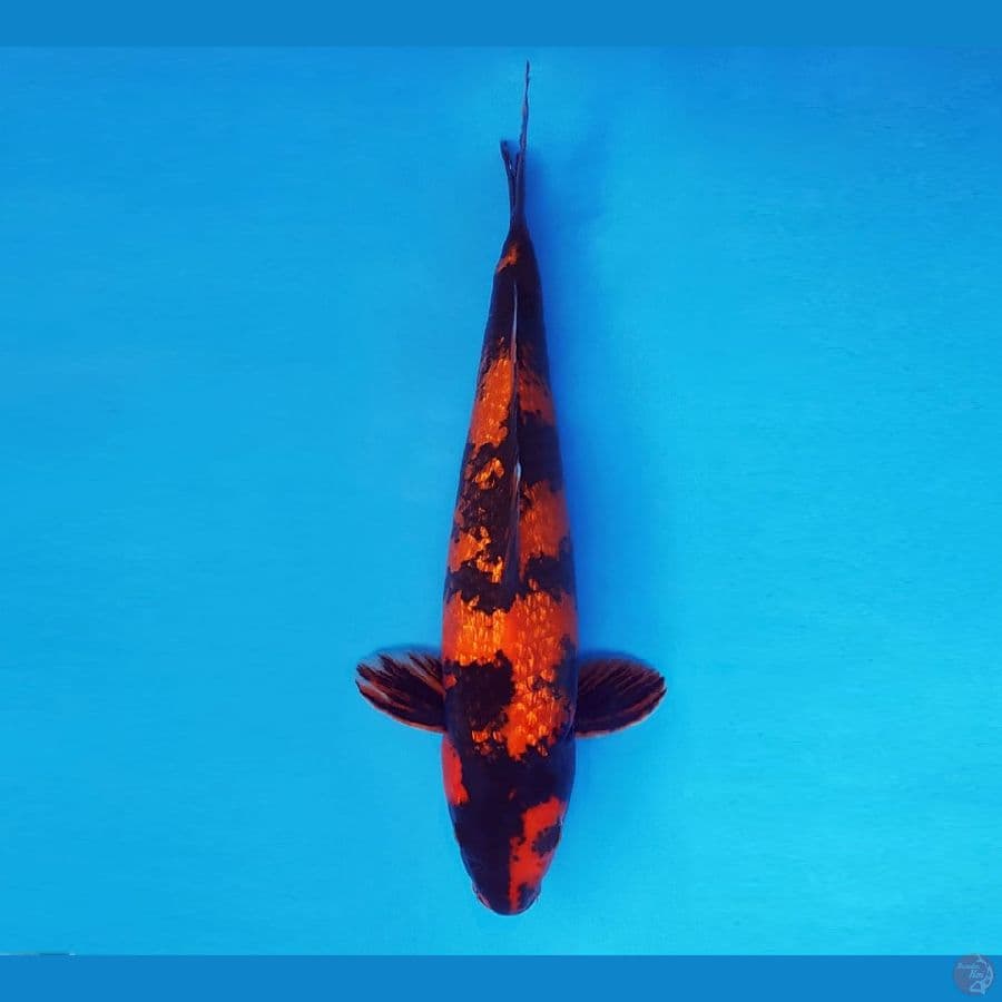 IWOJIMA 10 ~ Hi Utsuri Gin Rin 33 cm/male™,-