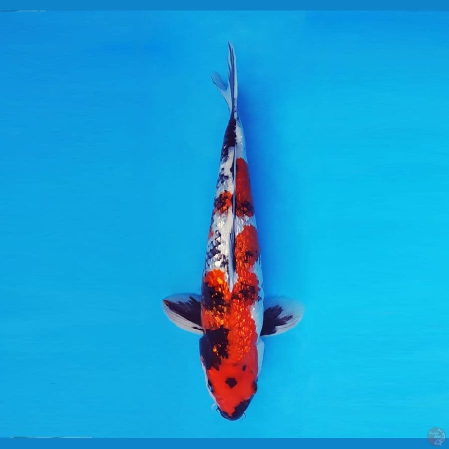 IWOJIMA 11 ~ Showa Gin Rin 33 cm/male™,-