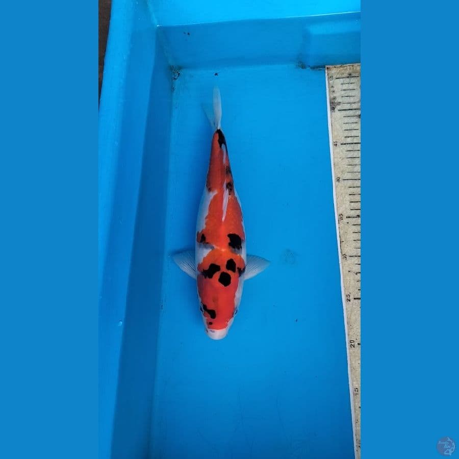 Showa 33cm F