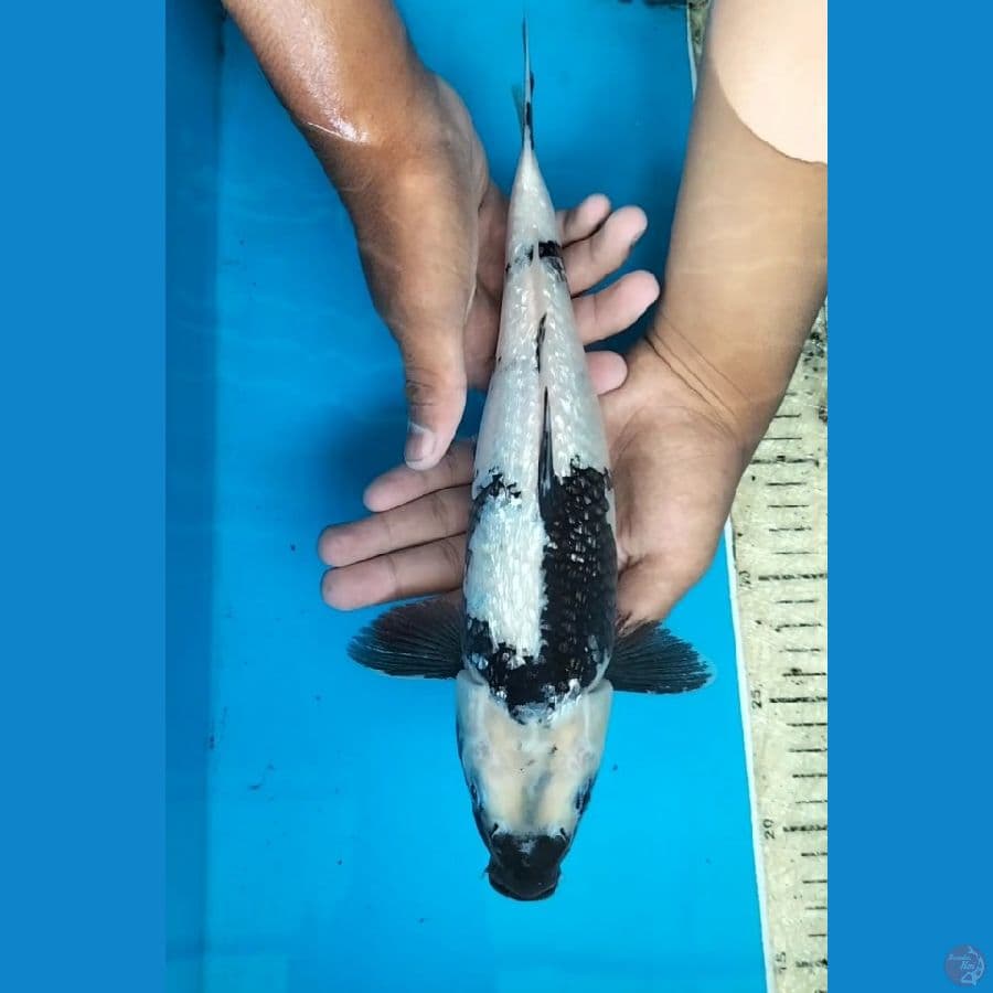 Shiro gindrin 32cm F