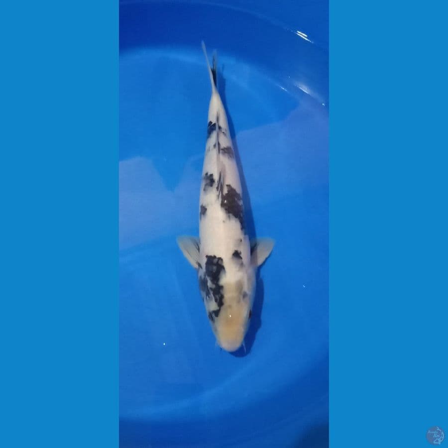 shiro 41cm