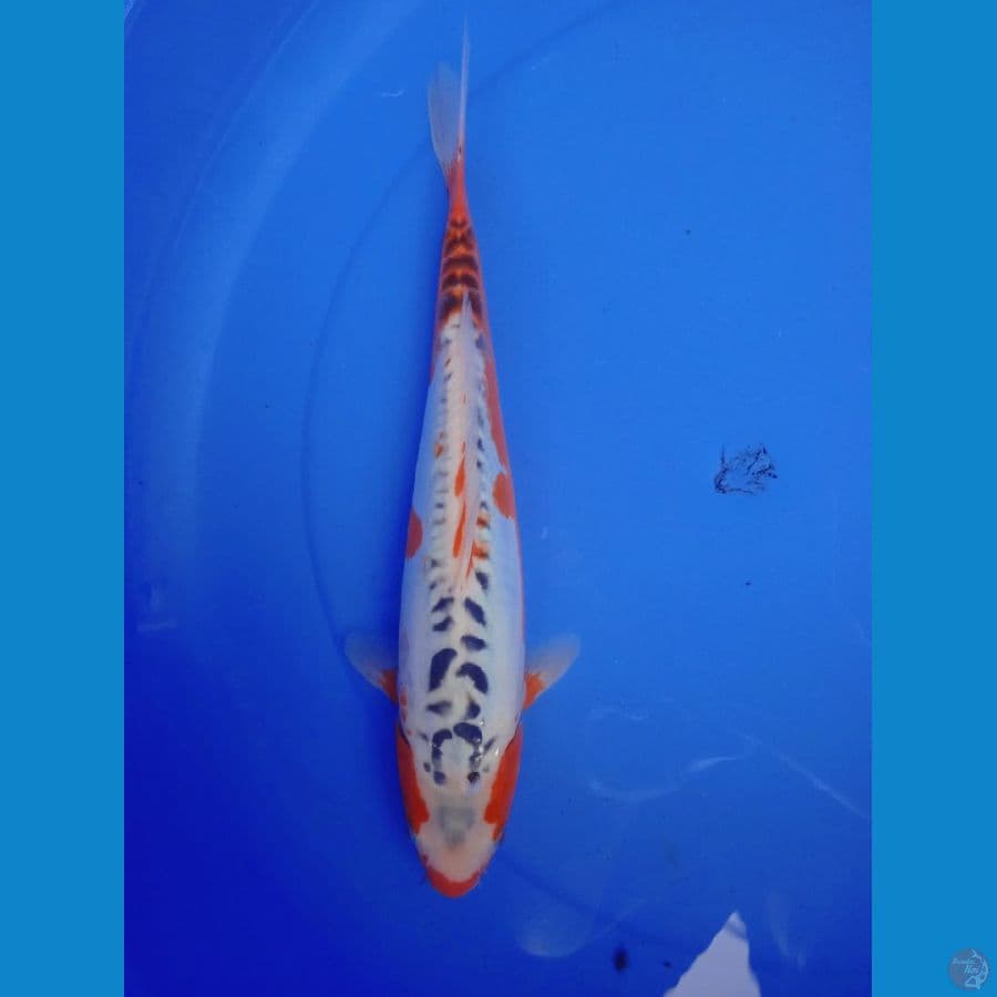 Shusui || 35cm