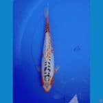 Shusui || 35cm