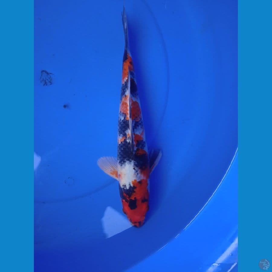 Kin showa || 35cm