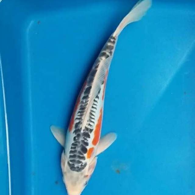 shusui 31cm