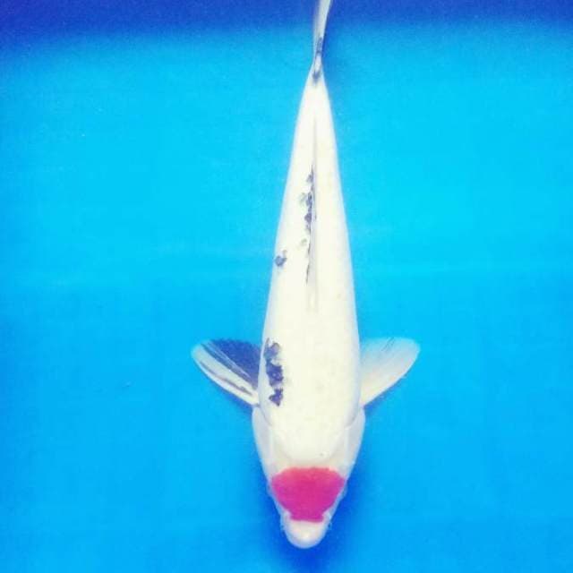 Tancho sanke ori jumbo 36cm