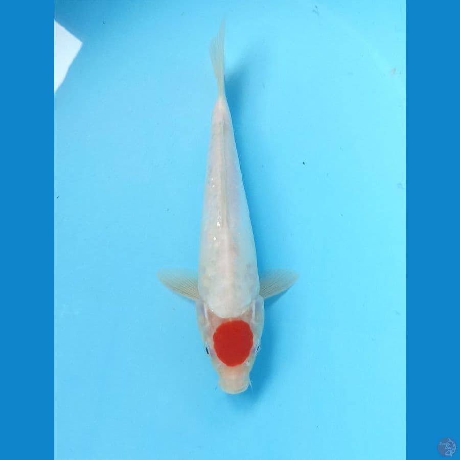 Tancho 26cm