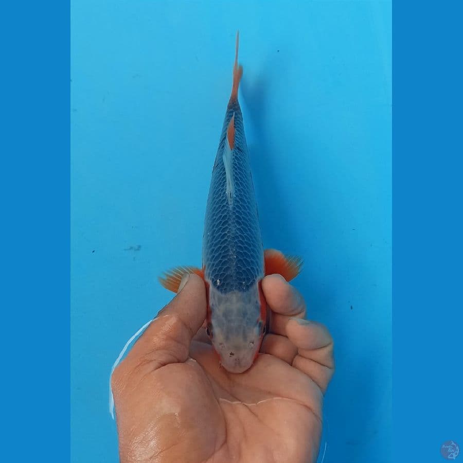 Asagi 21cm