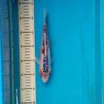 shusui 25cm