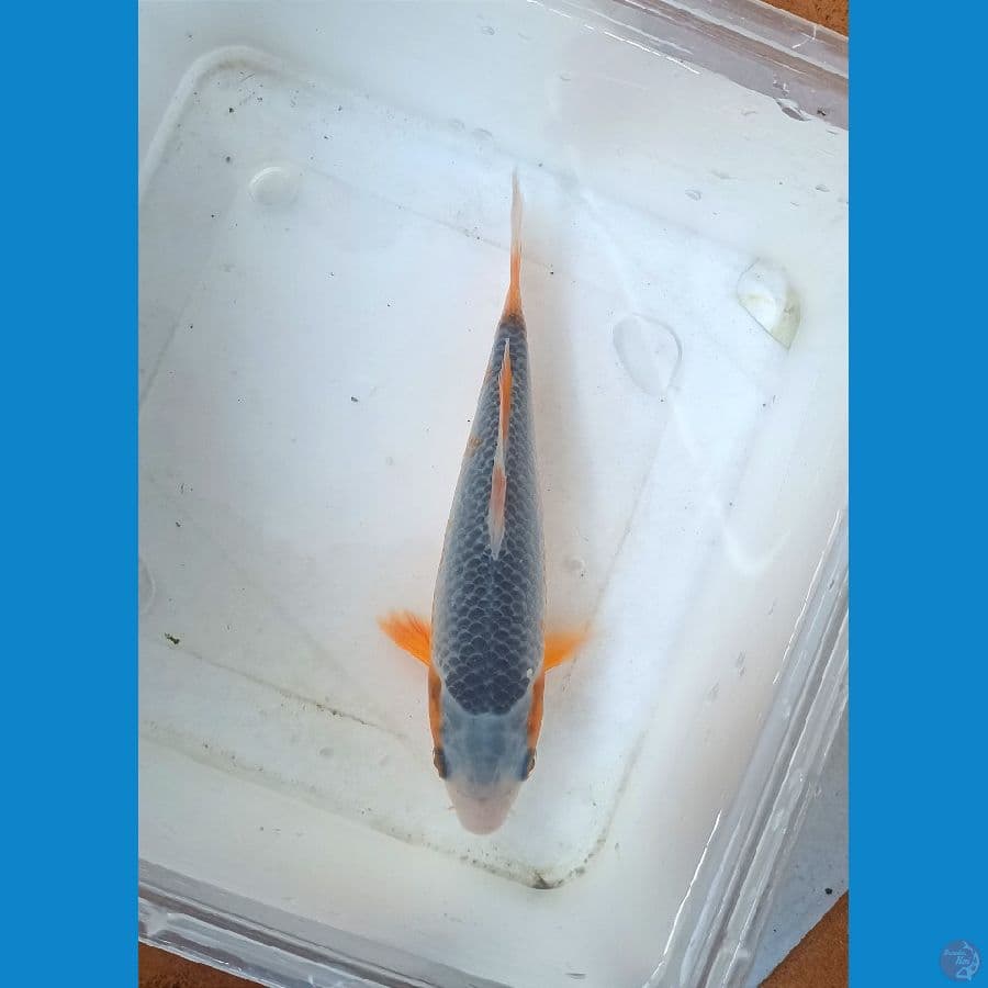 Asagi 15cm