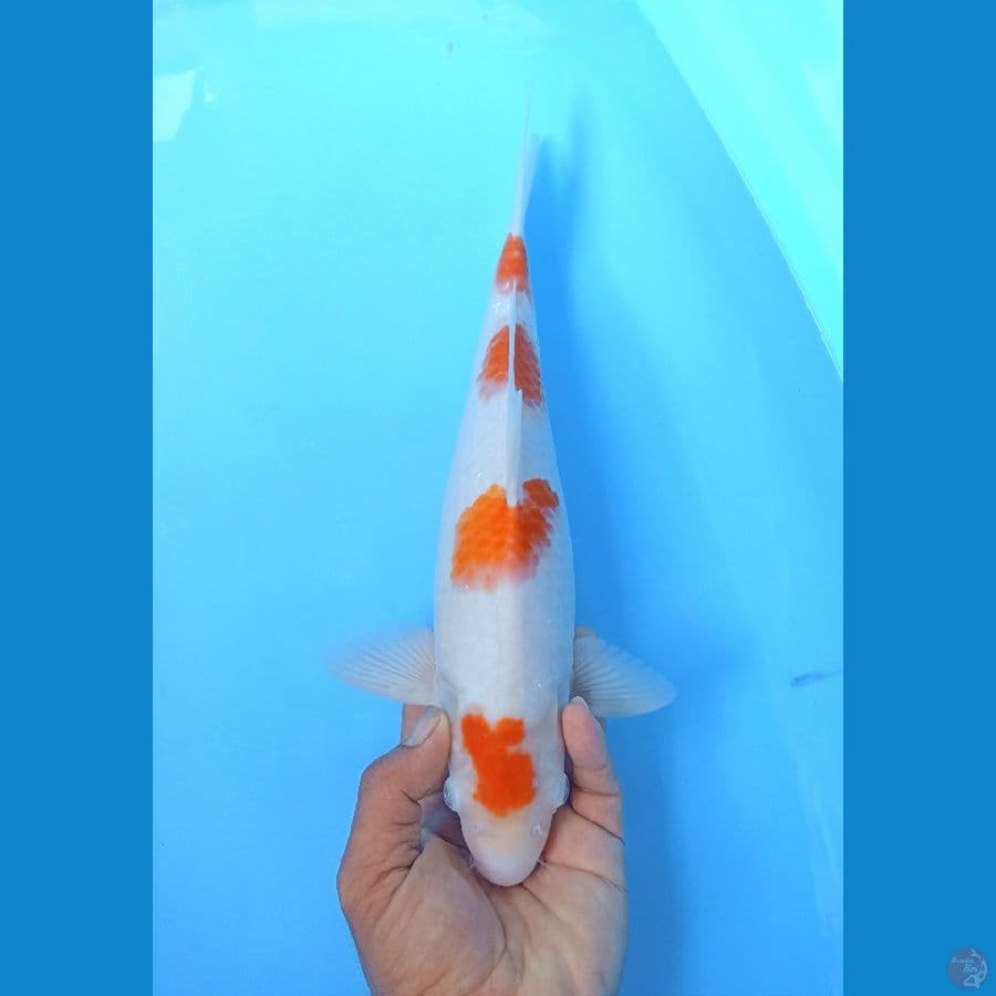Kohaku 36cm