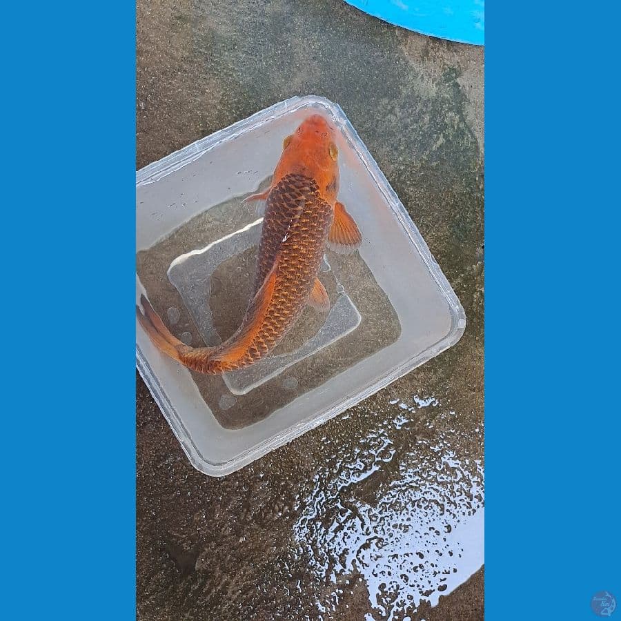 karamel