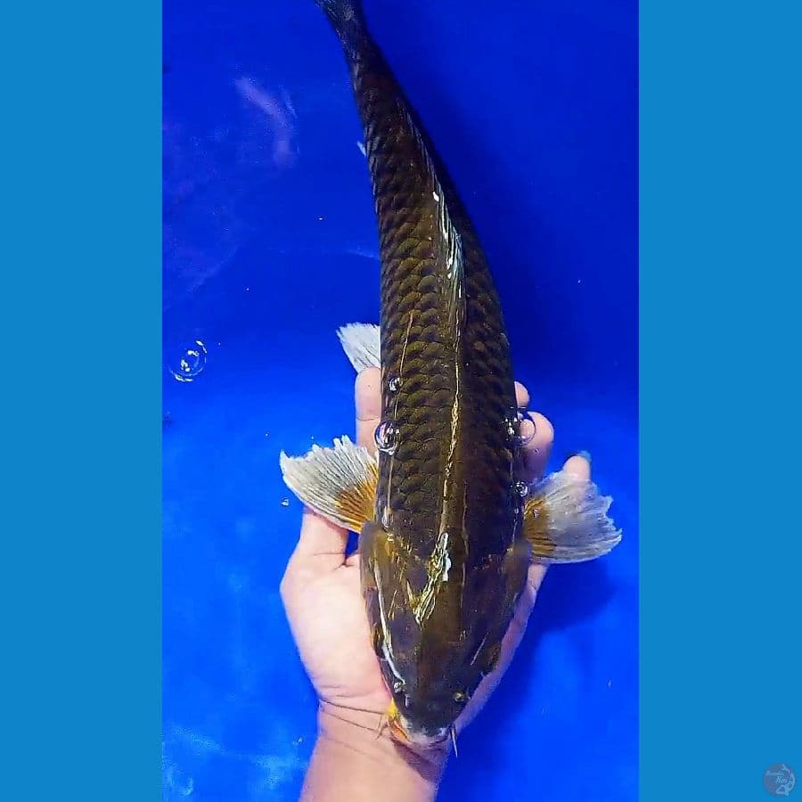 41 cm midori motogoro