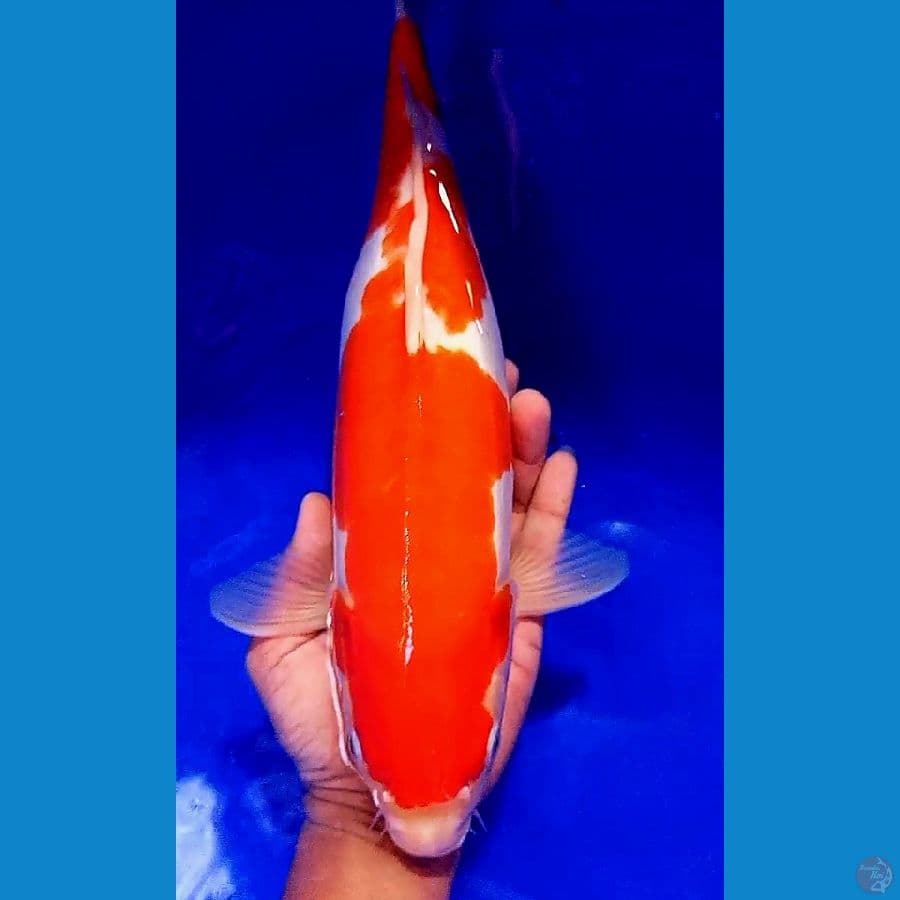 41 cm doitsu kohaku f