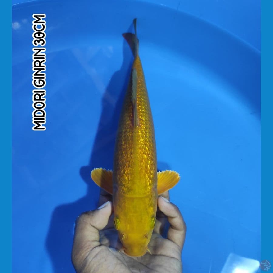MIDORI GINRIN 30CM