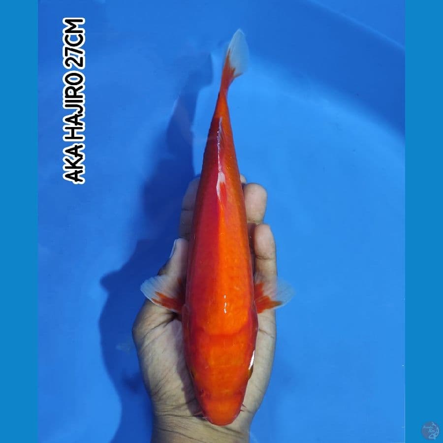 AKA HAJIRO 27CM