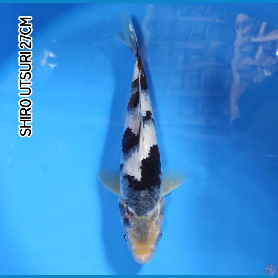 SHIRO UTSURI 27CM