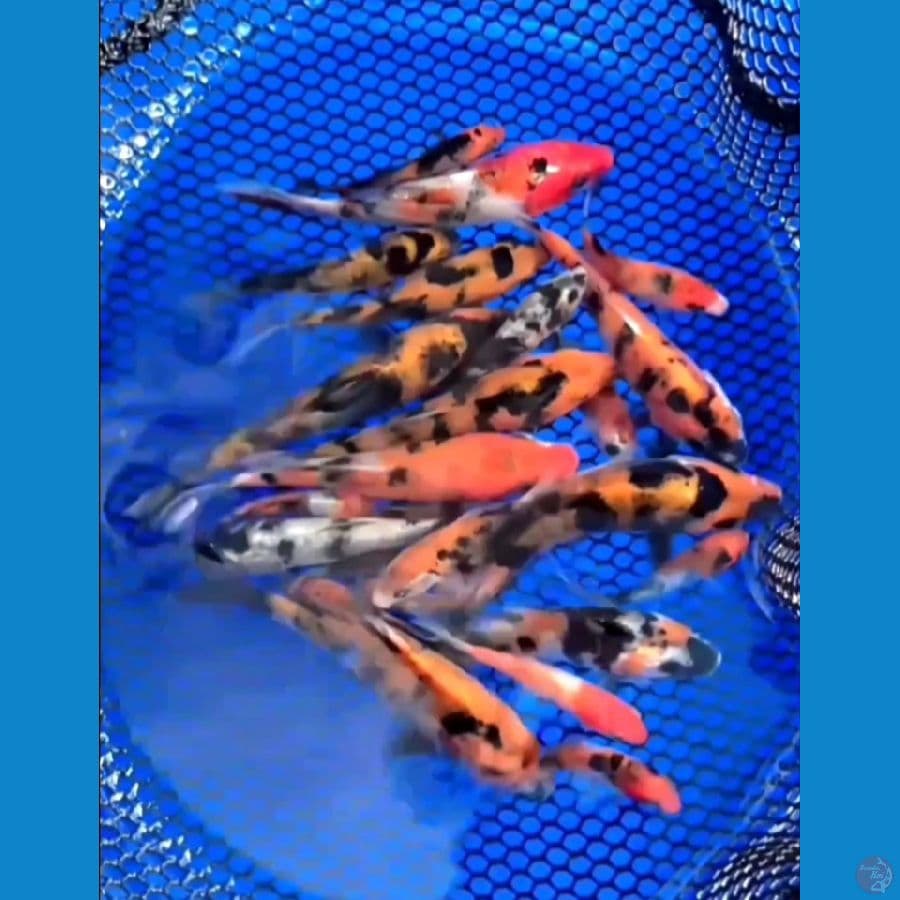 Bibit Alusan Doit 10Pcs+sisik 12pcs 5-10cm