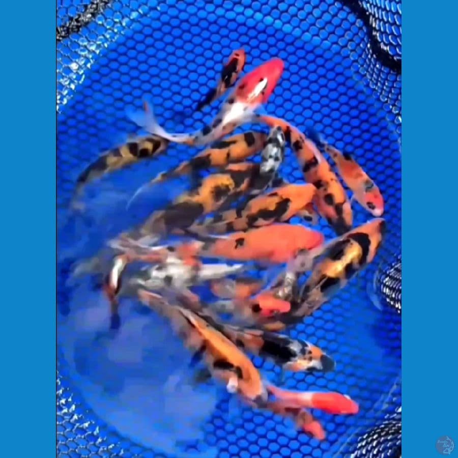 Bibit Alusan Doit 10Pcs+sisik 12pcs 5-10cm