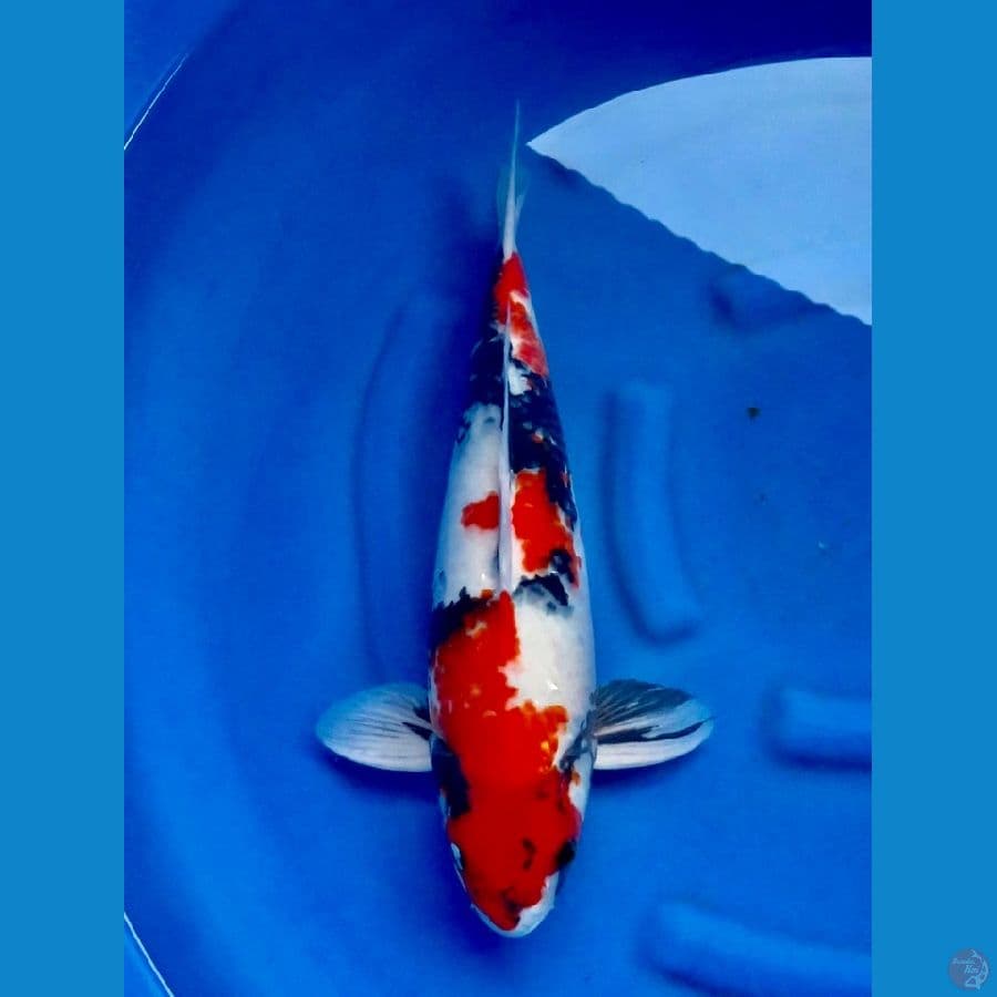 Showa original 50 cm male