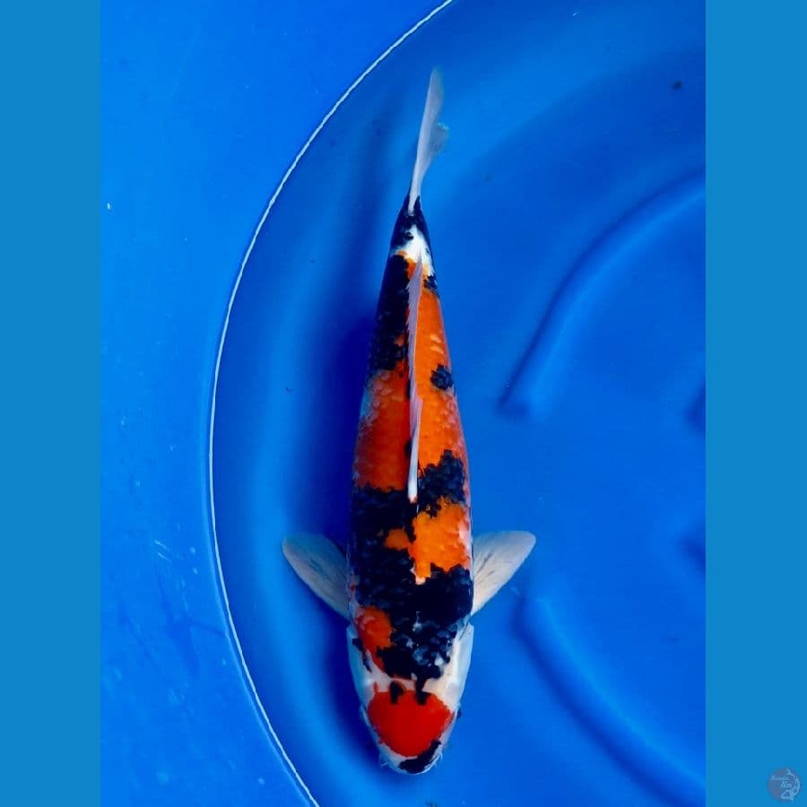 Showa maruten 53cm male 