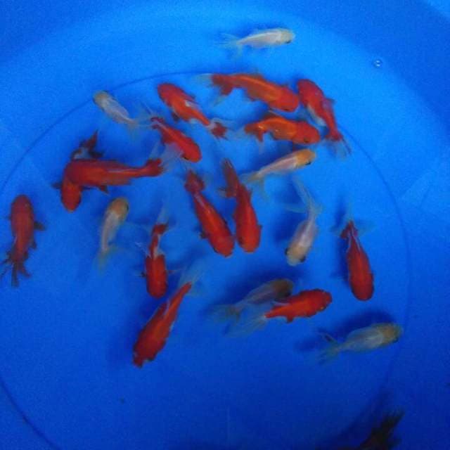 MIX KOKI ORANDA 23 ekor