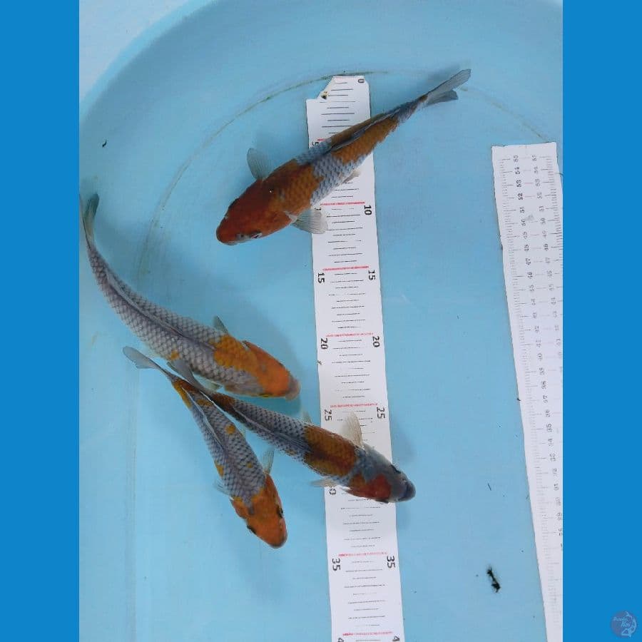 ochiba 16-22cm