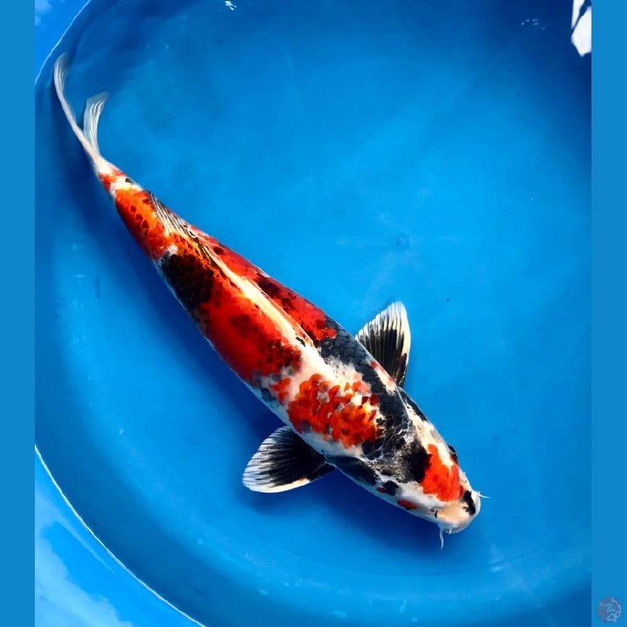 kin showa 43cm