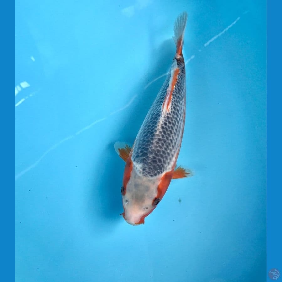 asagi 28cm