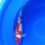 41cm KohakuGinrin (Male)