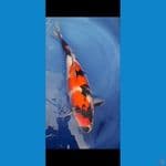 Kindai Showa 47cm