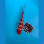 sanke m21cm