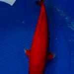 AKA HAJIRO, MALE , 38 CM