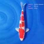 2.30cm Ginrin kohaku male 