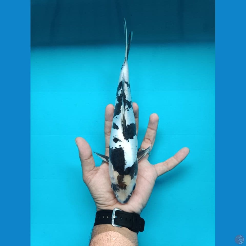 Shiro Doitsu 27 cm