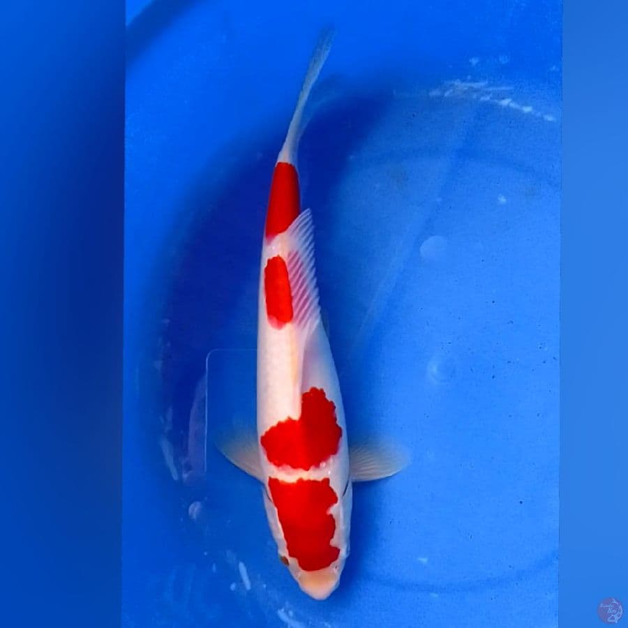 kohaku 30bu