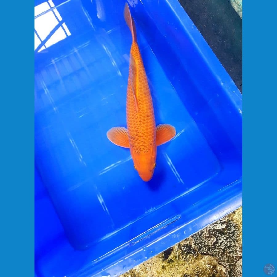 Caramel 40 cm