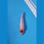 TANCHO 29CM - FEMALE