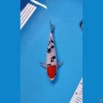 TC SANKE ORI 29CM - FEMALE