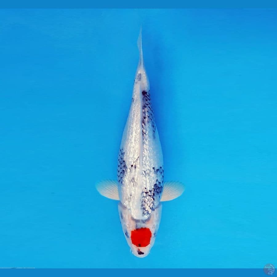 FURY 2 - Tancho Showa Gin Rin 29 cm/fm ®