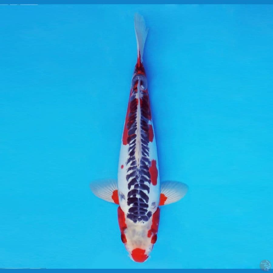 FURY 8 - Shusui 35 cm/male ®