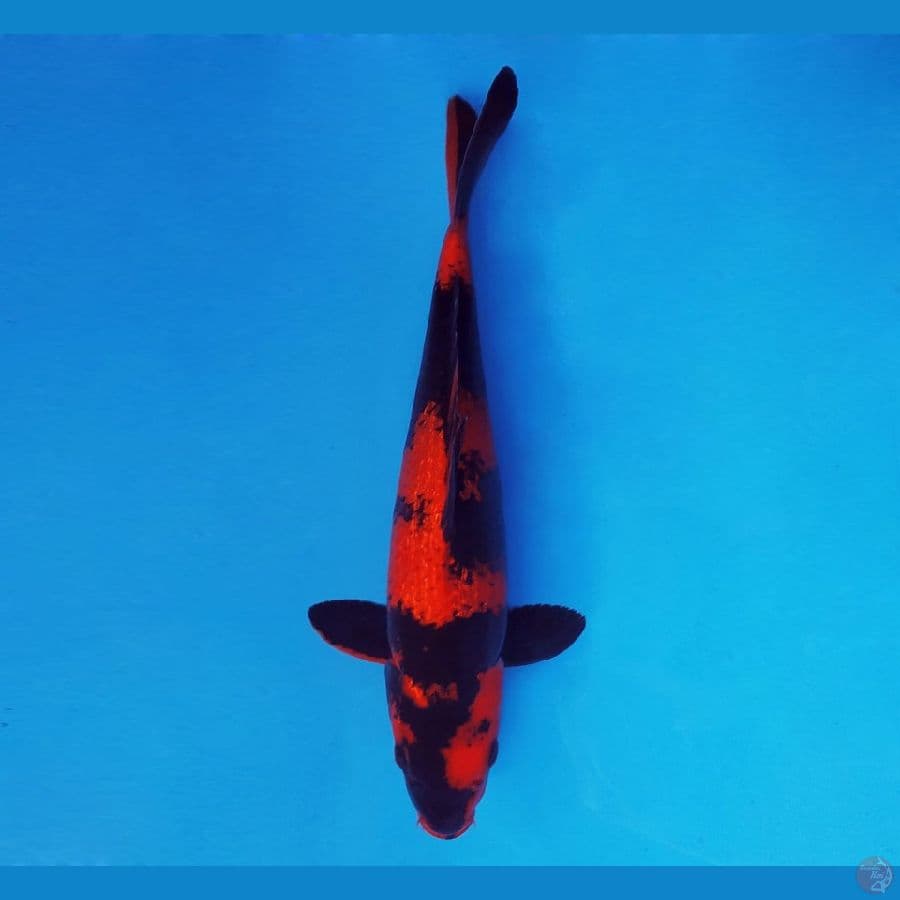 FURY 9 - Hi Utsuri Quality 31 cm/male ®