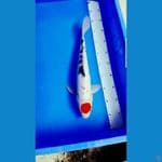 TANCHO SHANKE ORIGINAL (40 CM)JANTAN