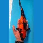 hi utsuri 31cm female