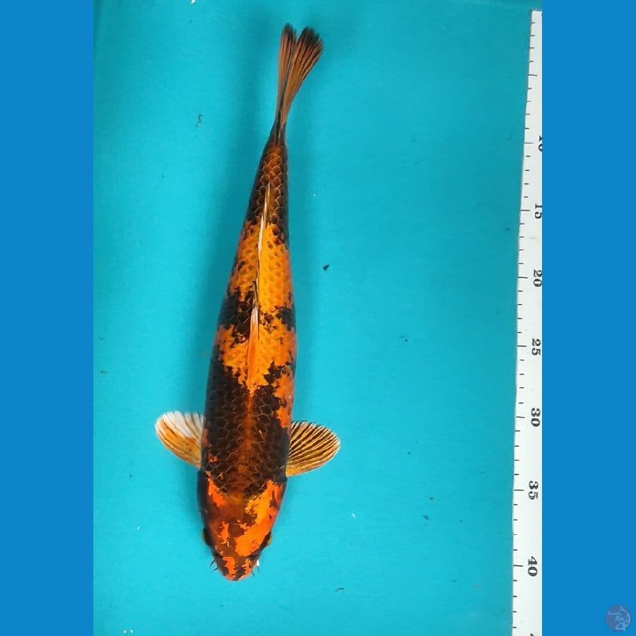 KIN UTSURI 36CM MALE
