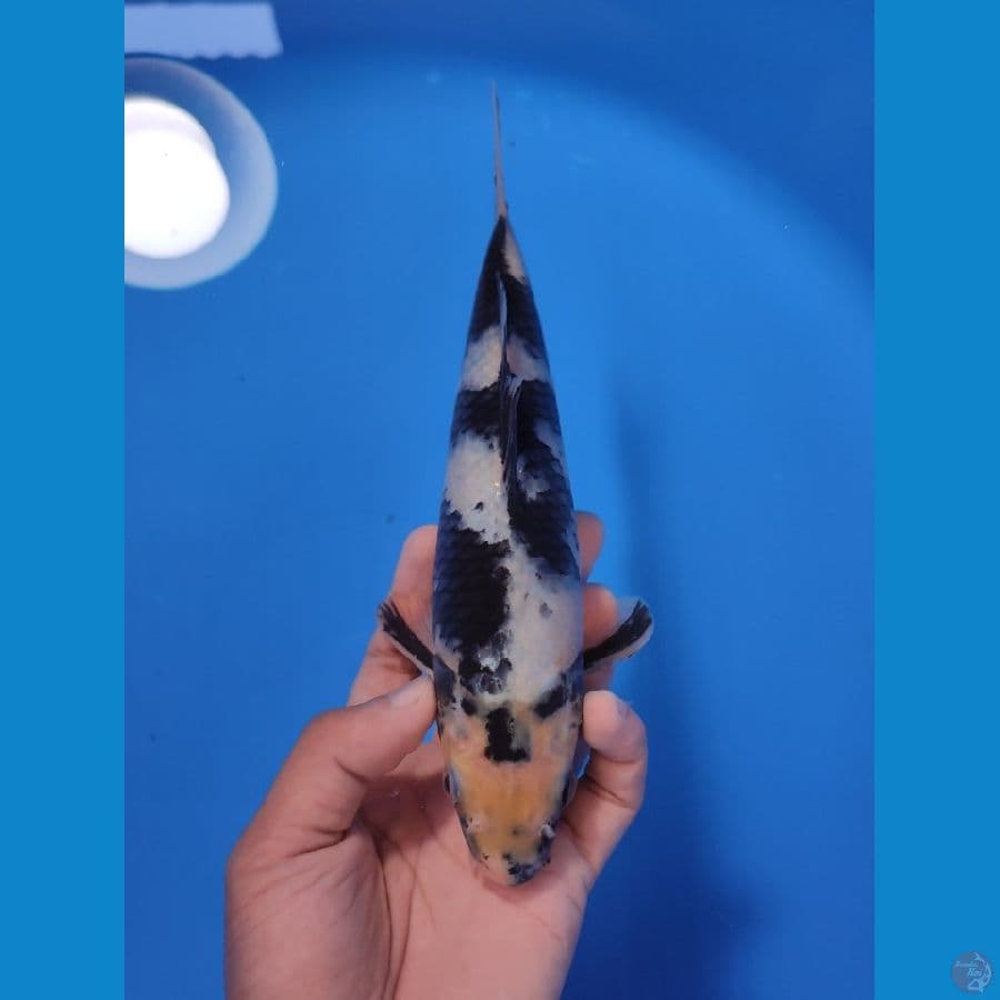 SHIRO 24CM - MALE 