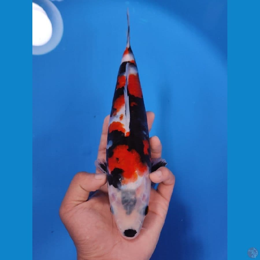 SHOWA TATEGOI 25CM - FEEMALE 