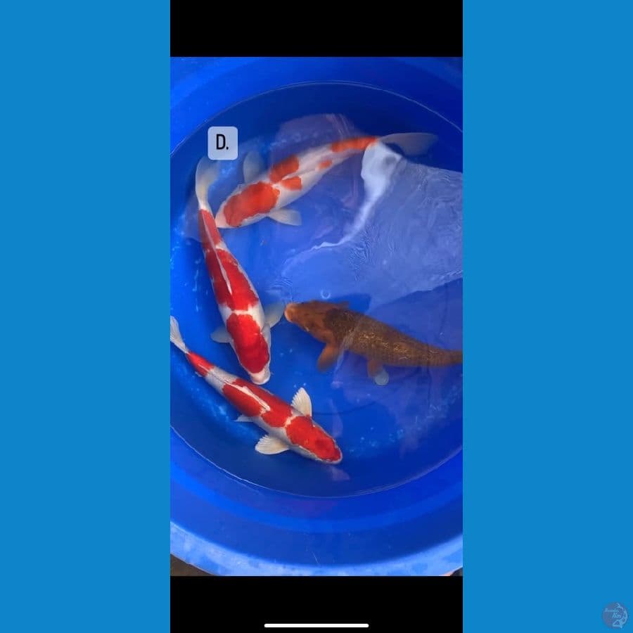 paket mix kohaku karamel