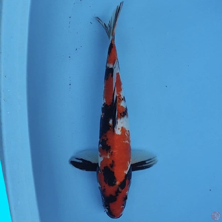 sowa 39cm/male